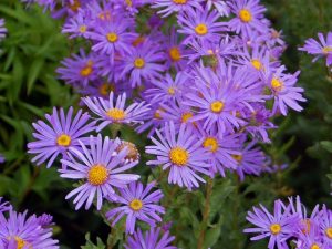 799px-Asteraceae_-_Aster_amellus